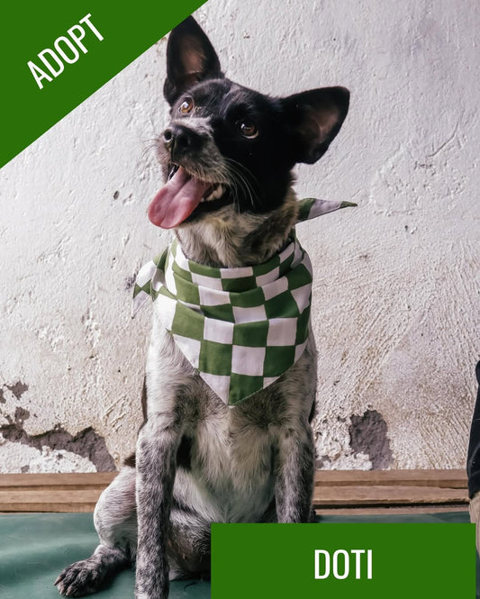 ICELAB Cares: Open Adoption for Doti, the Sweet Dog Looking for a Home