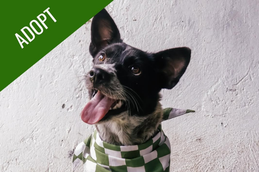 ICELAB Cares: Open Adoption for Doti, the Sweet Dog Looking for a Home
